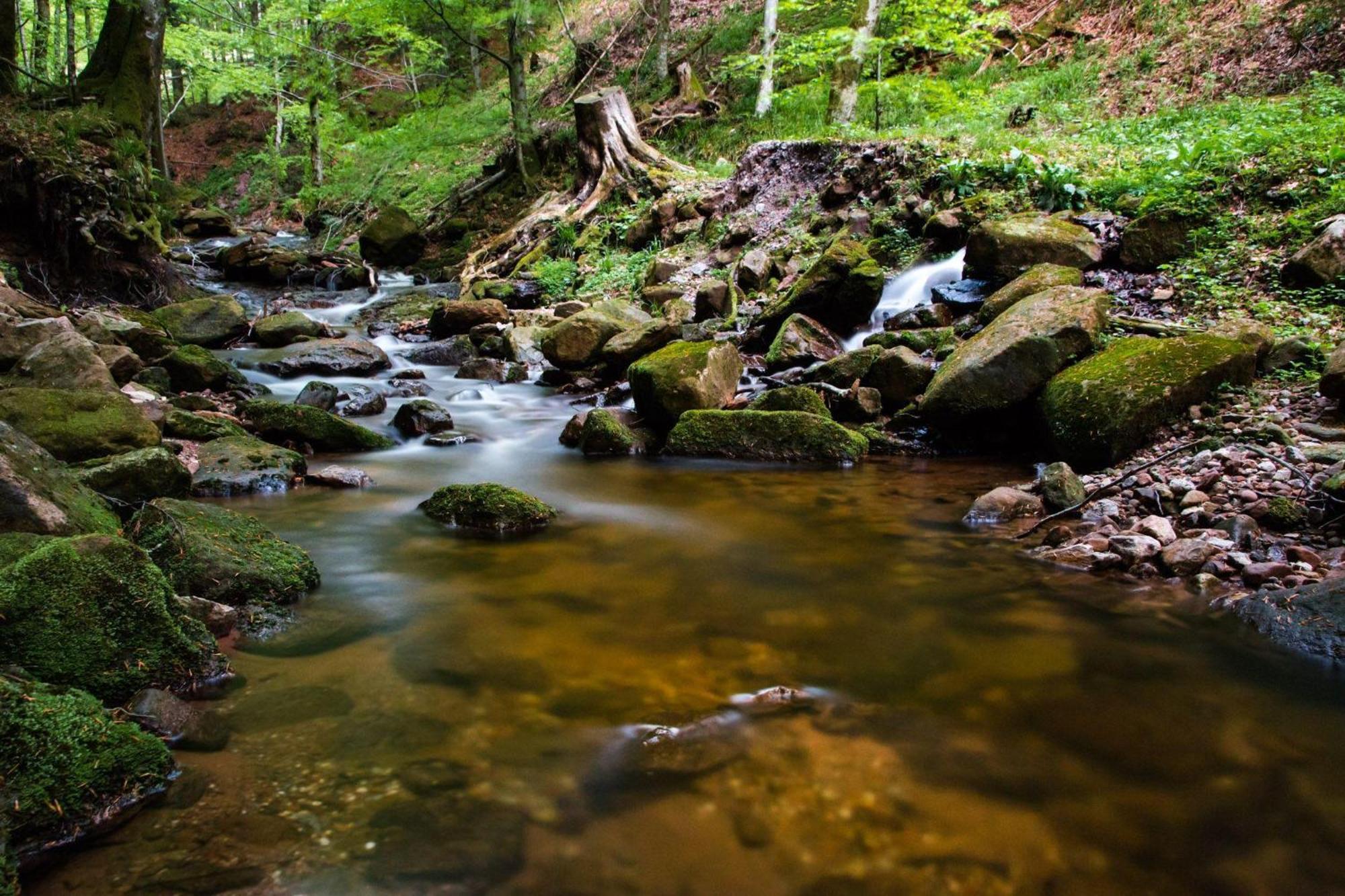 Ferienwohnung Am Kapellenberg - Am Rande Des Nationalparks Schwarzwald Bad Peterstal-Griesbach Exteriér fotografie